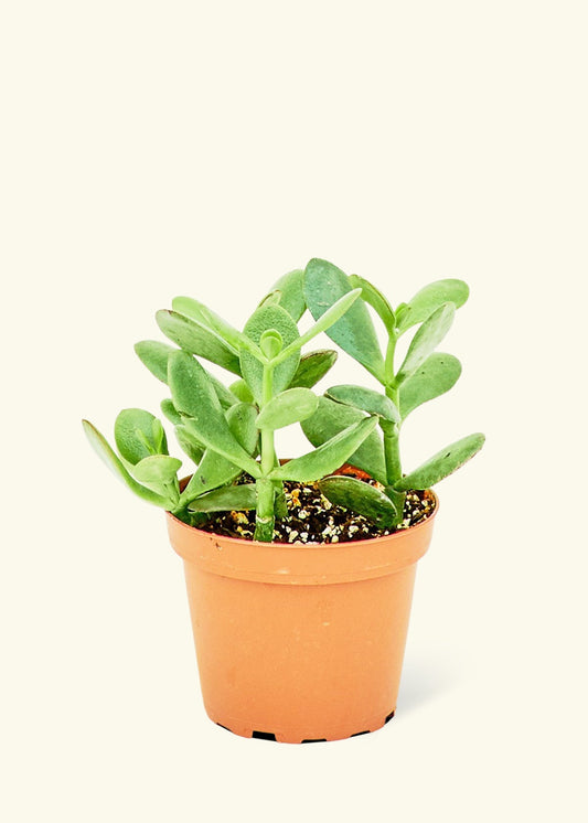Jade Plant in a 4 inches grow pot