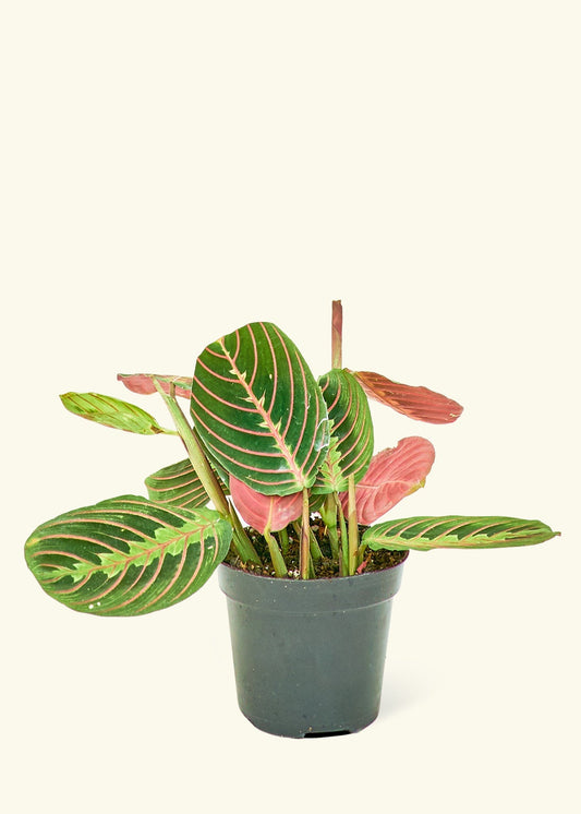 Red Prayer Plant in a 4 inches grow pot