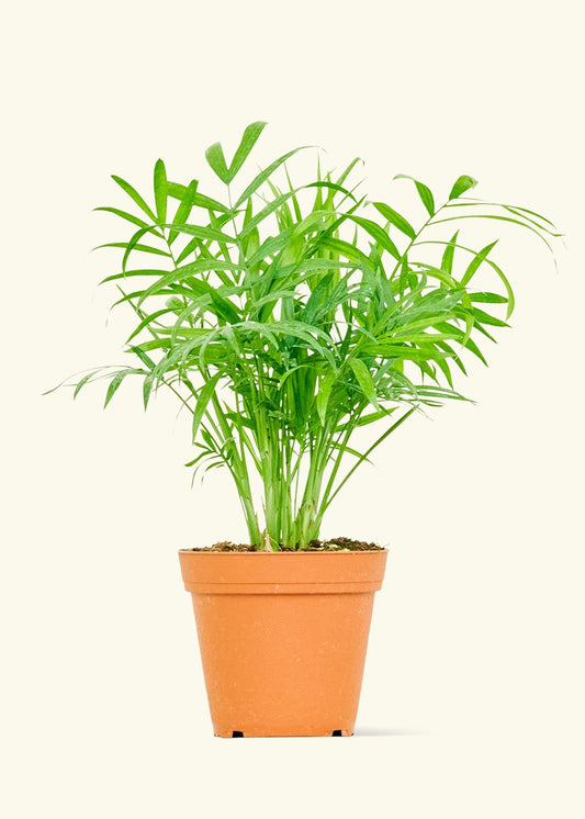 Parlor Palm in a 4 inches grow pot