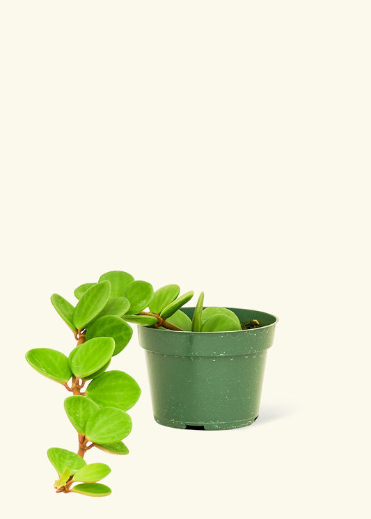 Peperomia Hope in a 4 inches grow pot