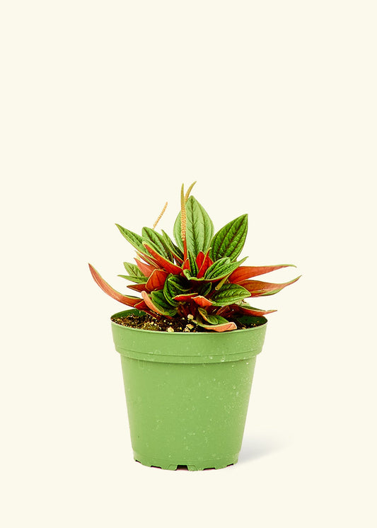 Peperomia Rosso in a 4 inches grow pot