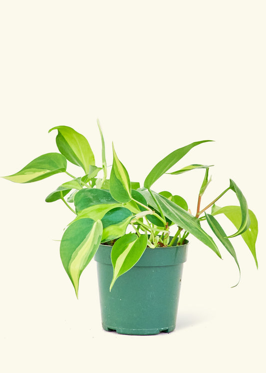 Philodendron Brazil in a 4 inches grow pot