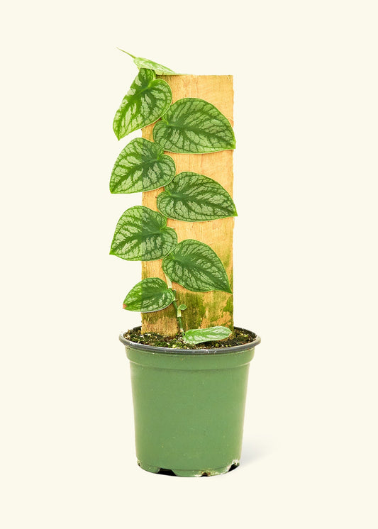 Shingle Plant in a 4 inches grow pot