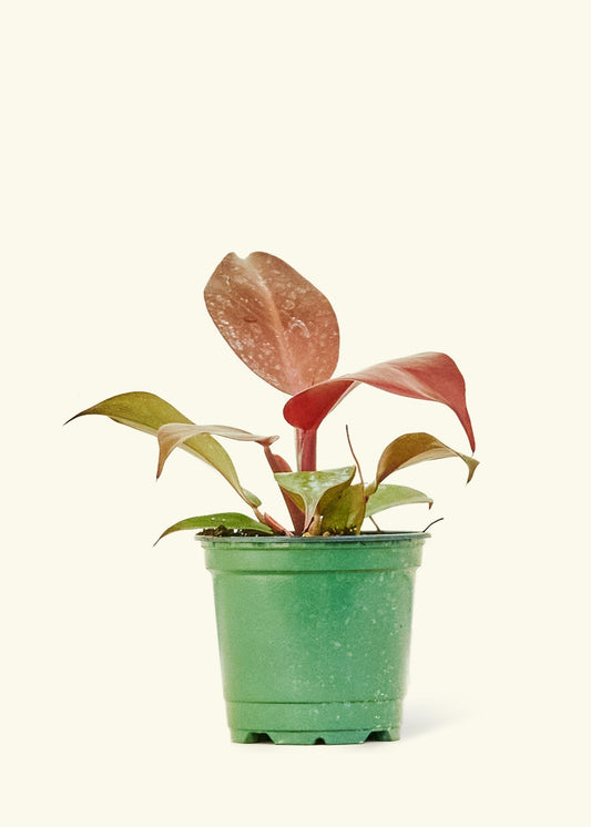 Philodendron 'Imperial Red' in a 4 inches grow pot