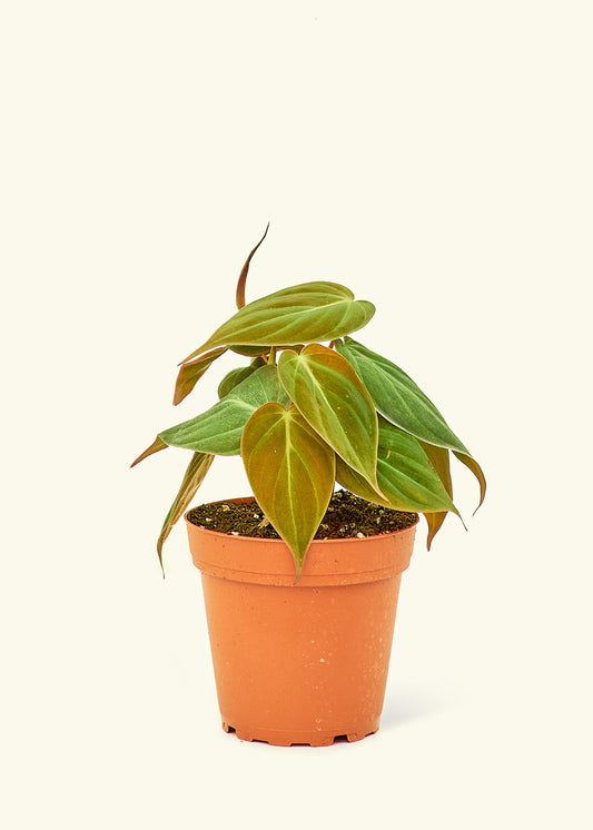 Velvet Leaf Philodendron in a 4 inches grow pot