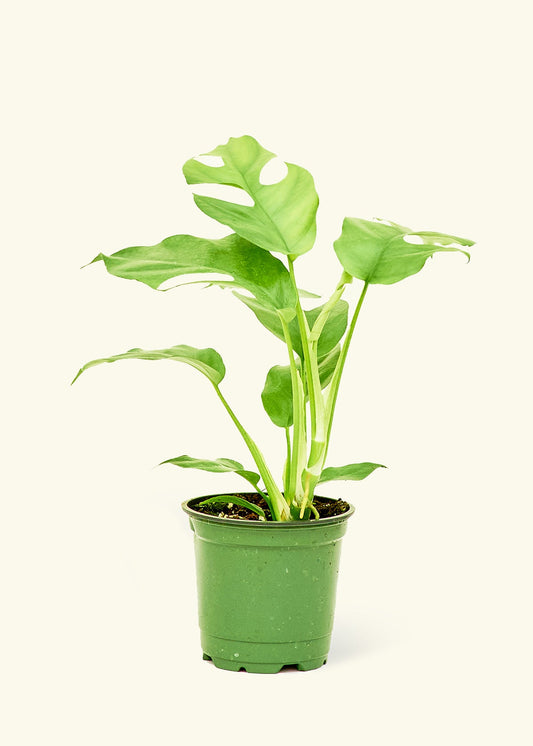 Mini Monstera in a 4 inches grow pot