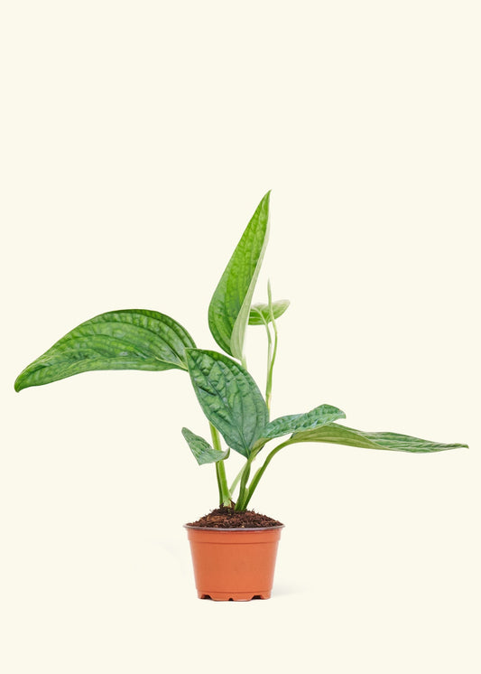 Monstera Karstenianum Peru in a 4 inches grow pot