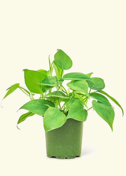 Sweetheart Philodendron in a 4 inches grow pot