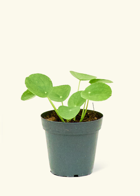  Chinese Money Plant in a 4 inches grow pot