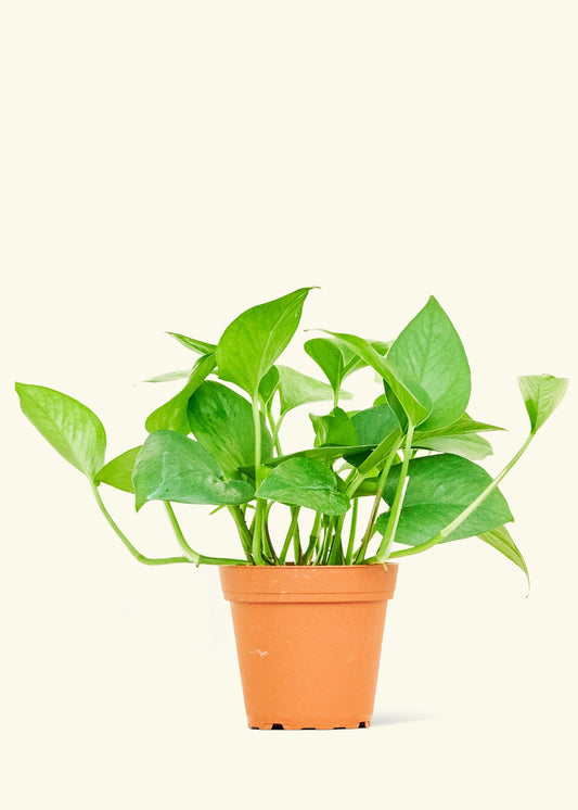 Jade Pothos in a 4 inches grow pot
