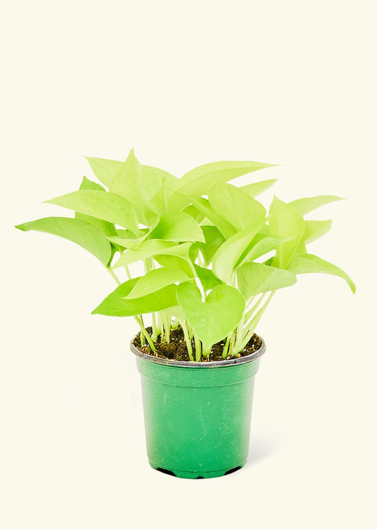 Neon Pothos in a 4 inches grow pot