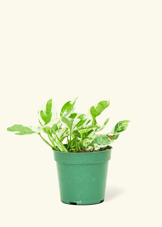 Pothos Pearl and Jade in a 4 inches grow pot