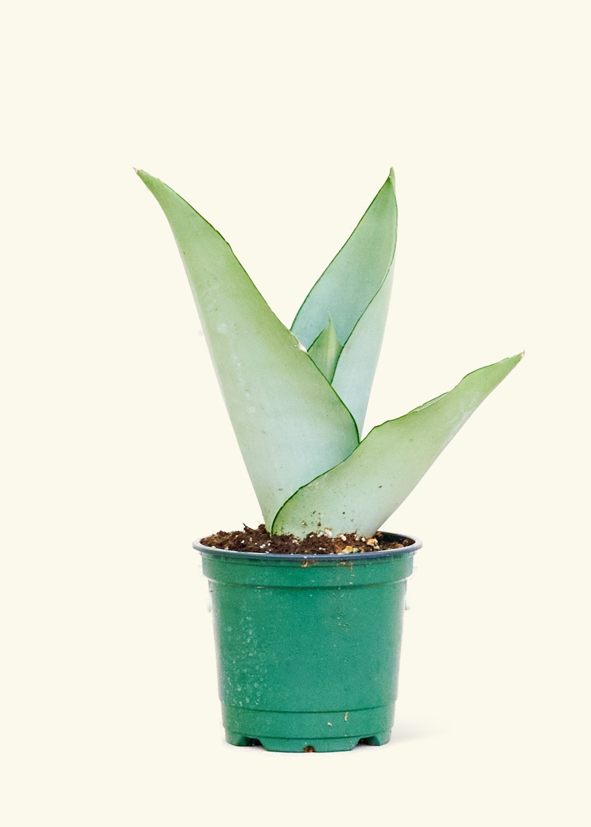 Moonshine Snake Plant in a 4 inches grow pot