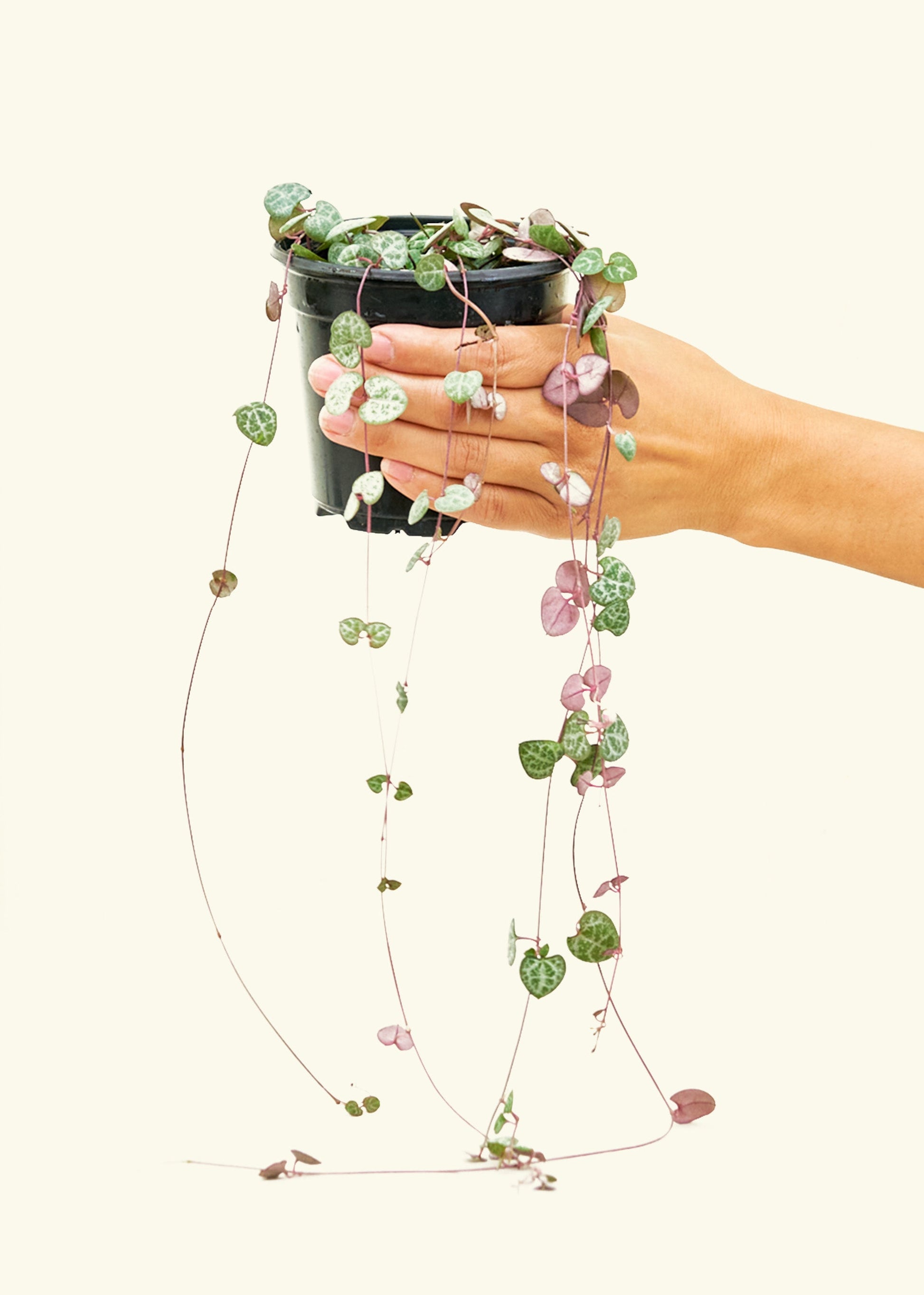 String of Hearts in a 4 inches grow pot