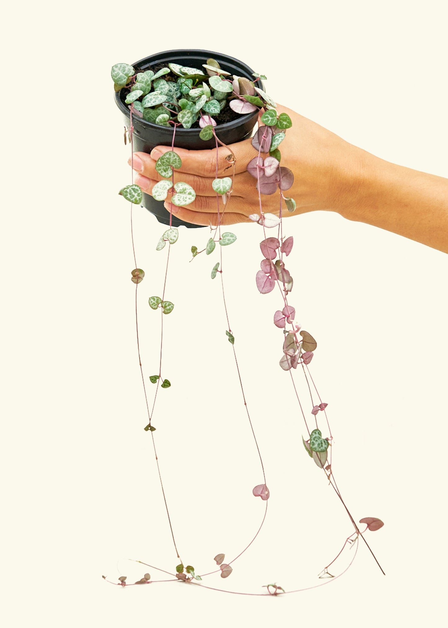 String of Hearts in a 4 inches grow pot