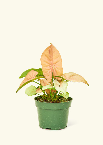 Pink Arrowhead in a 4 inches grow pot