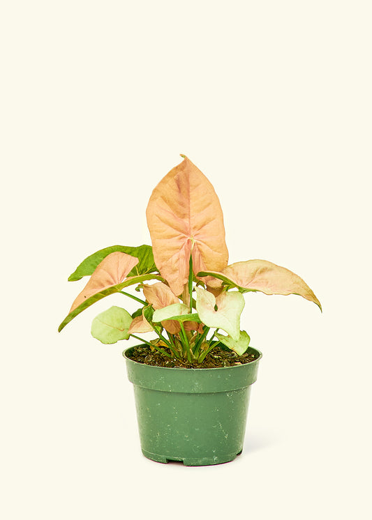 Pink Arrowhead in a 4 inches grow pot