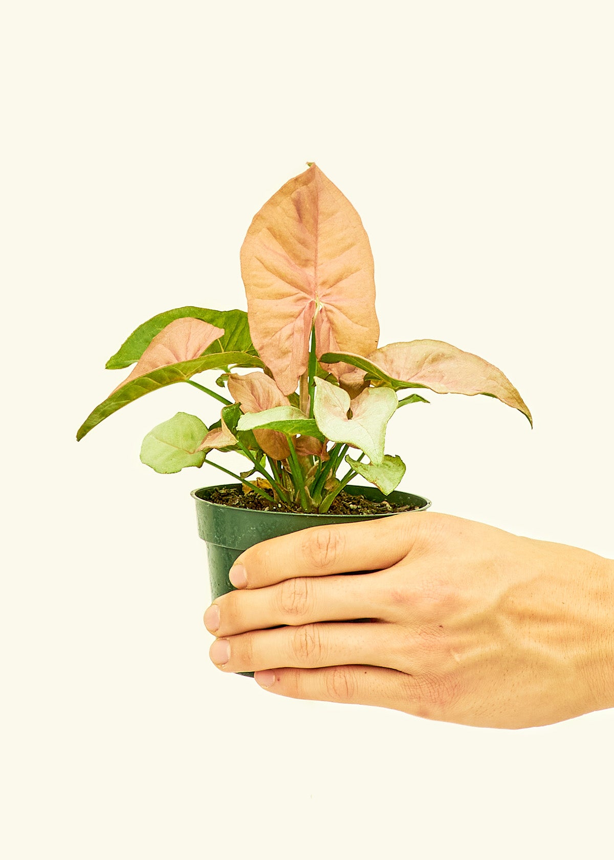 Pink Arrowhead in a 4 inches grow pot