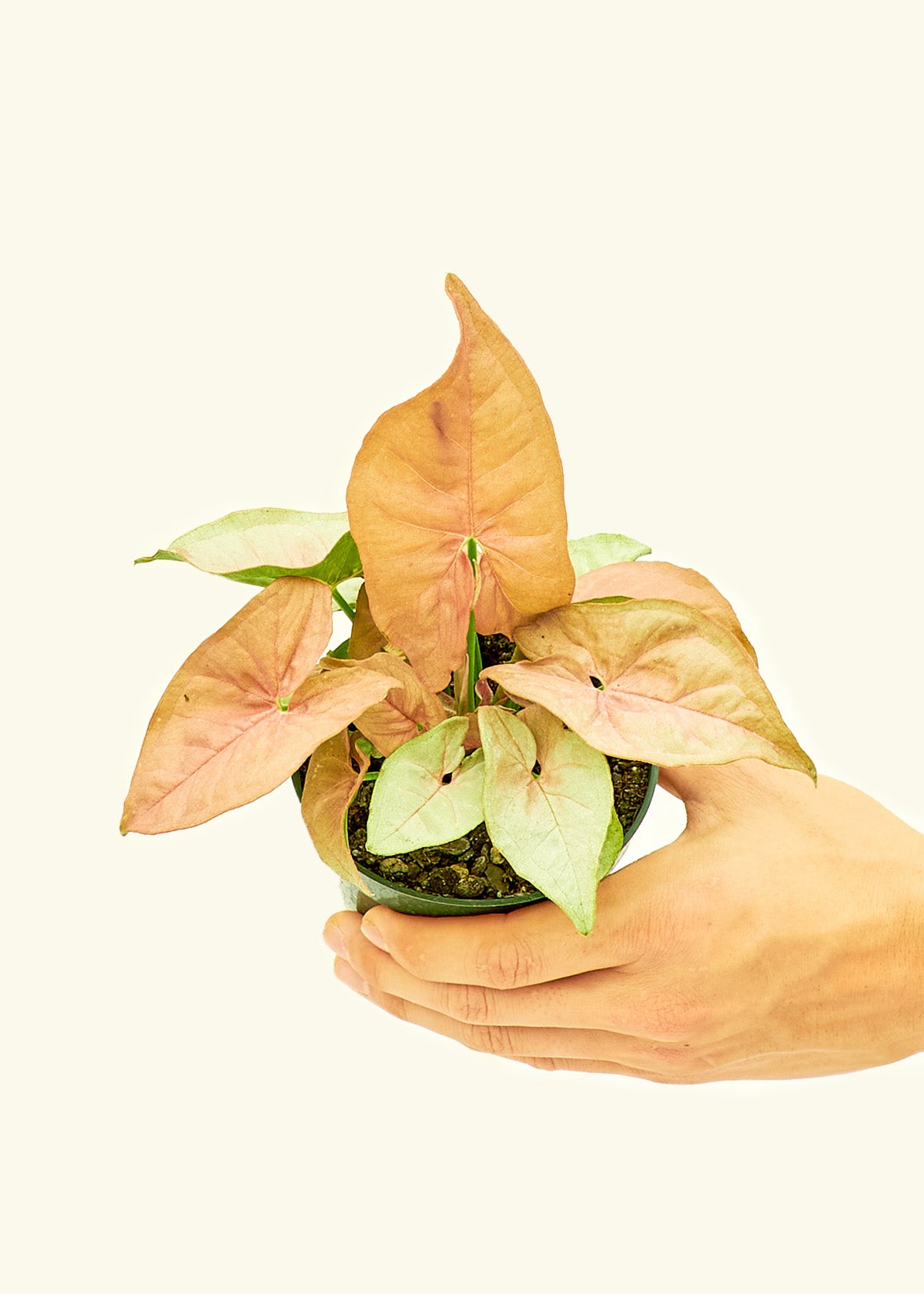 Pink Arrowhead in a 4 inches grow pot