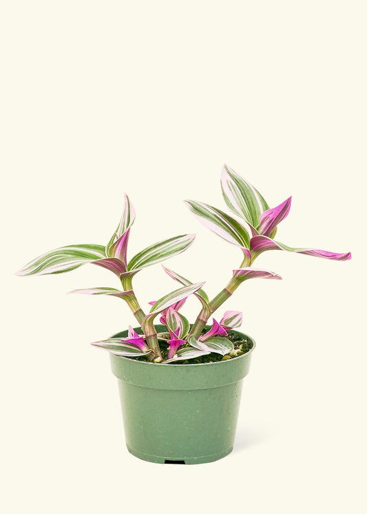 Tradescantia Nanouk in a 4 inches grow pot