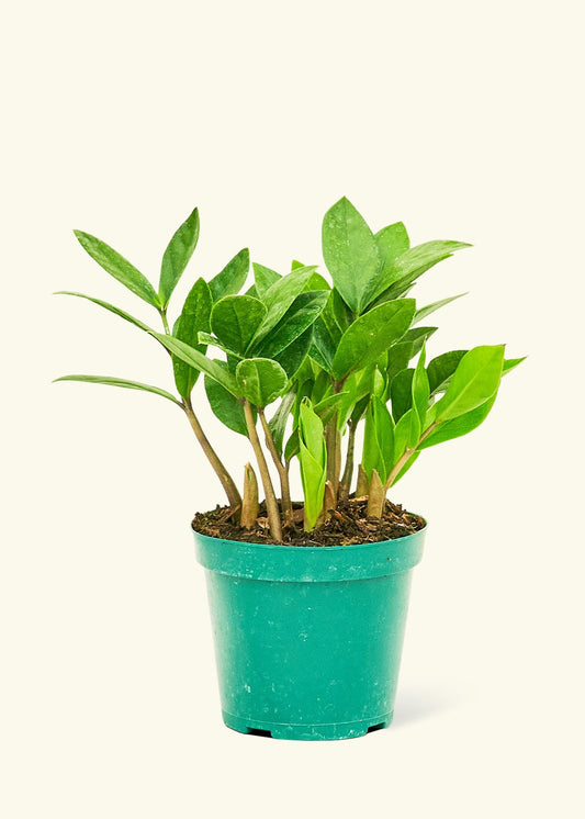 ZZ Plant in a 4 inches grow pot