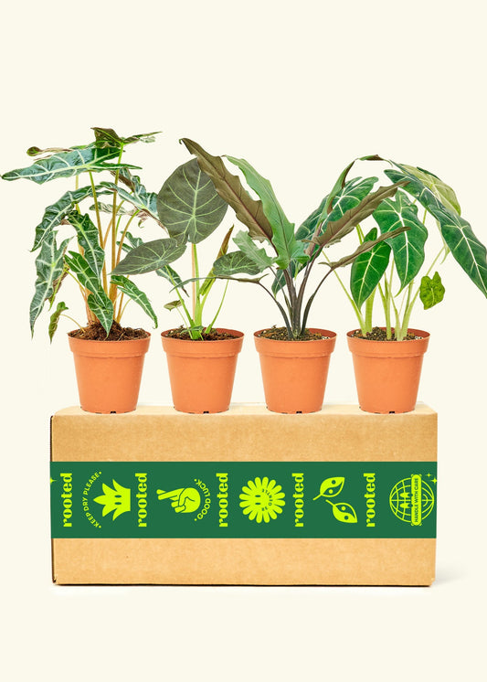 Assorted Medium Alocasias in grow pots displayed on a Rooted branded box.