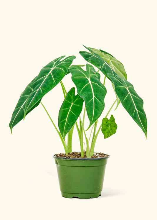 Alocasia Frydek in a 6 inches grow pot