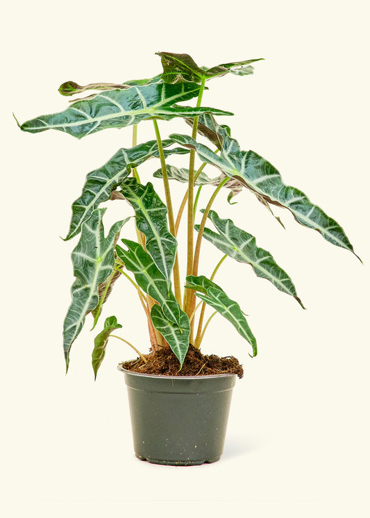 Alocasia Polly in a 6 inches grow pot