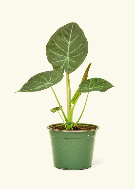 Alocasia Regal Shields in a 6 inches grow pot