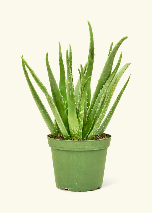 Aloe Vera in a 6 inches grow pot