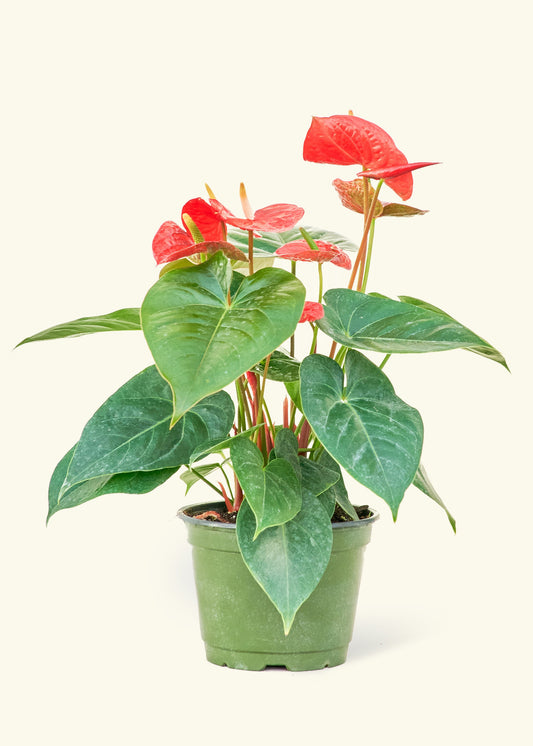 Anthurium Red Flamingo in a 6 inches grow pot
