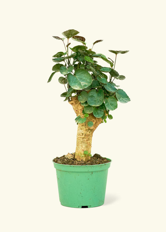 Aralia Fabian in a 6 inches grow pot