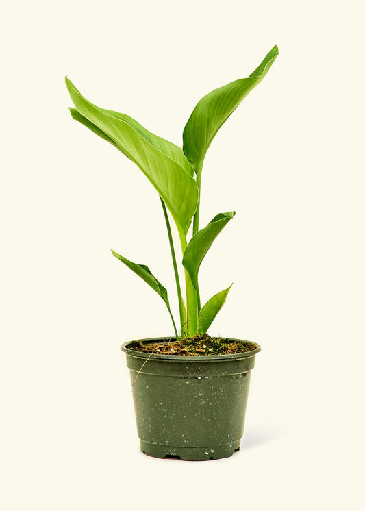 White Bird of Paradise in a 6 inches grow pot