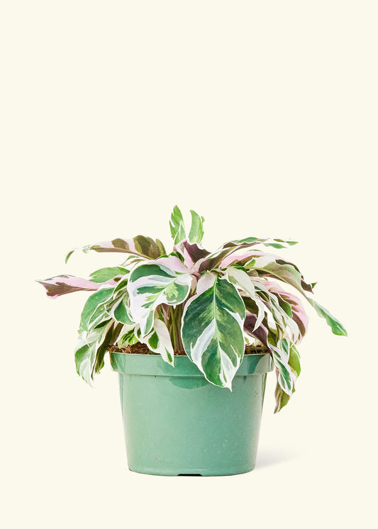 Calathea Fusion White in a 6 inches grow pot