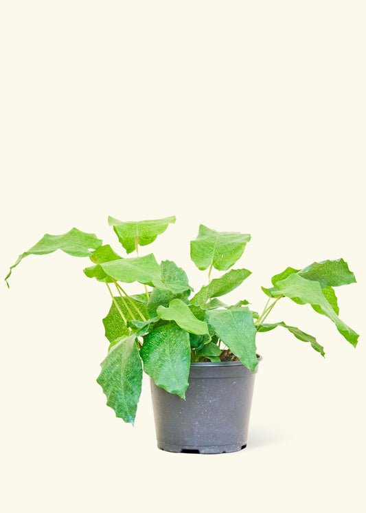 Calathea Musaica in a 4 inches grow pot