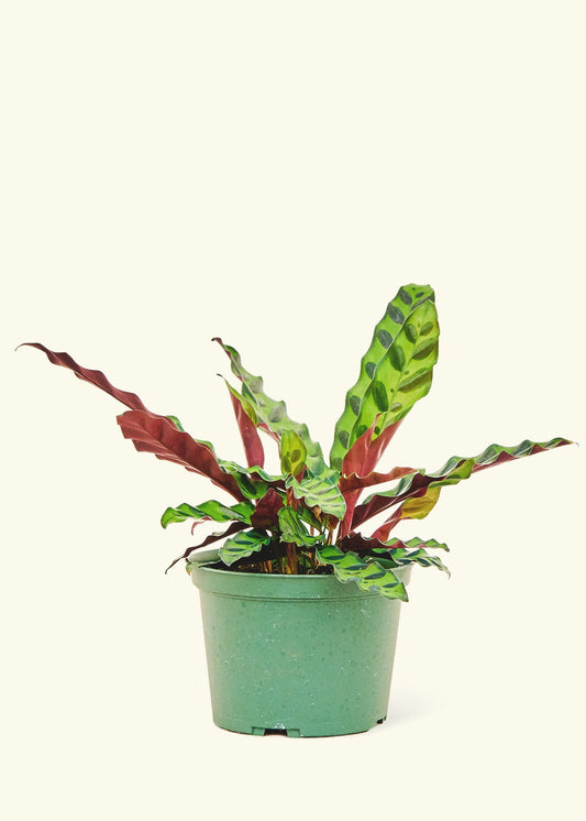 Calathea Rattlesnake in a 6 inches grow pot