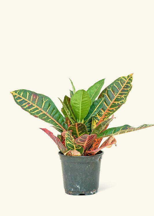 Croton Petra in a 6 inches grow pot