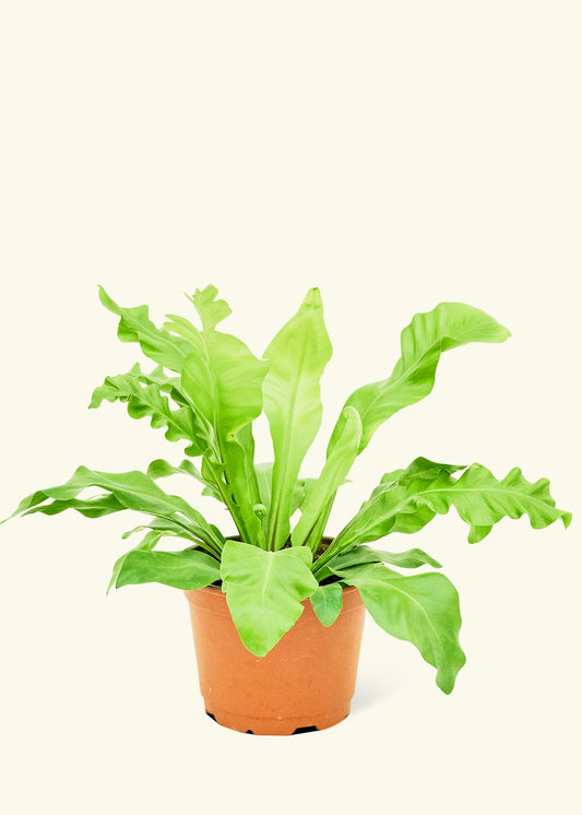 Bird's Nest Fern in a 6 inches grow pot
