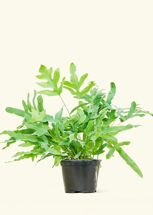Blue Star Fern in a 6 inches grow pot