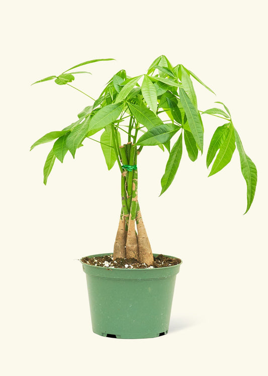 Braided Money Tree in a 6 inches grow pot