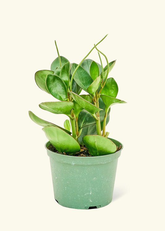 Baby Rubber Plant in a 6 inches grow pot