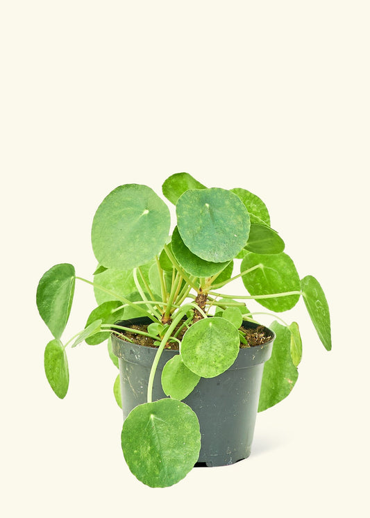 Chinese Money Plant in a 6 inches grow pot