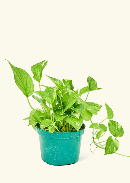 Golden Pothos in a 6 inches grow pot