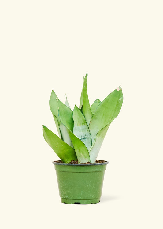 Moonshine Snake Plant in a 6 inches grow pot