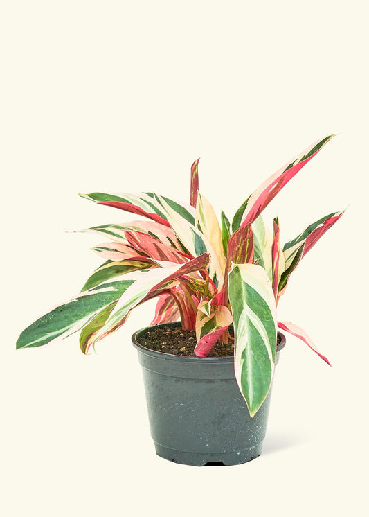 Stromanthe Triostar in a 6 inches grow pot