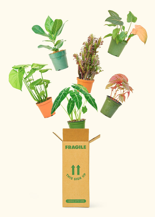 Medium Mystery Jungle Subscription Box Subscription Rooted 