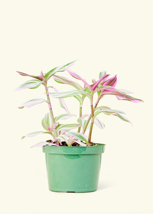Tradescantia Nanouk in a 6 inches grow pot