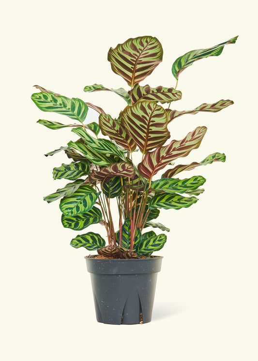 Peacock Plant in a 8 inches grow pot