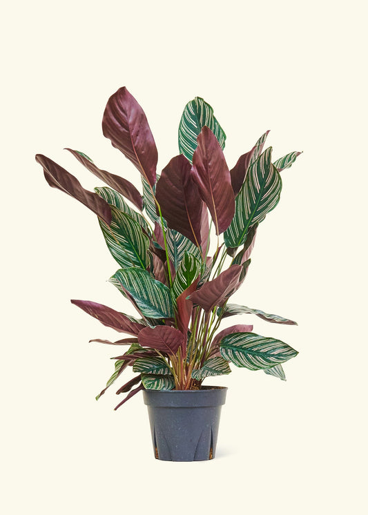 Calathea Pinstripe in a 8 inches grow pot