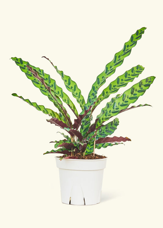 Calathea Rattlesnake in a 8 inches grow pot